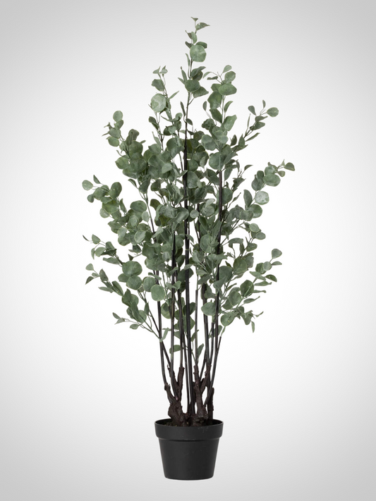 Potted Eucalyptus Tree