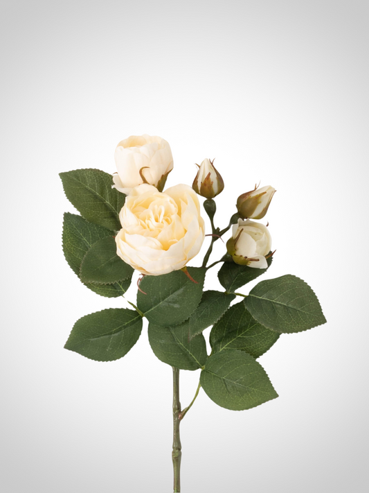 Cream Blossoming Rose