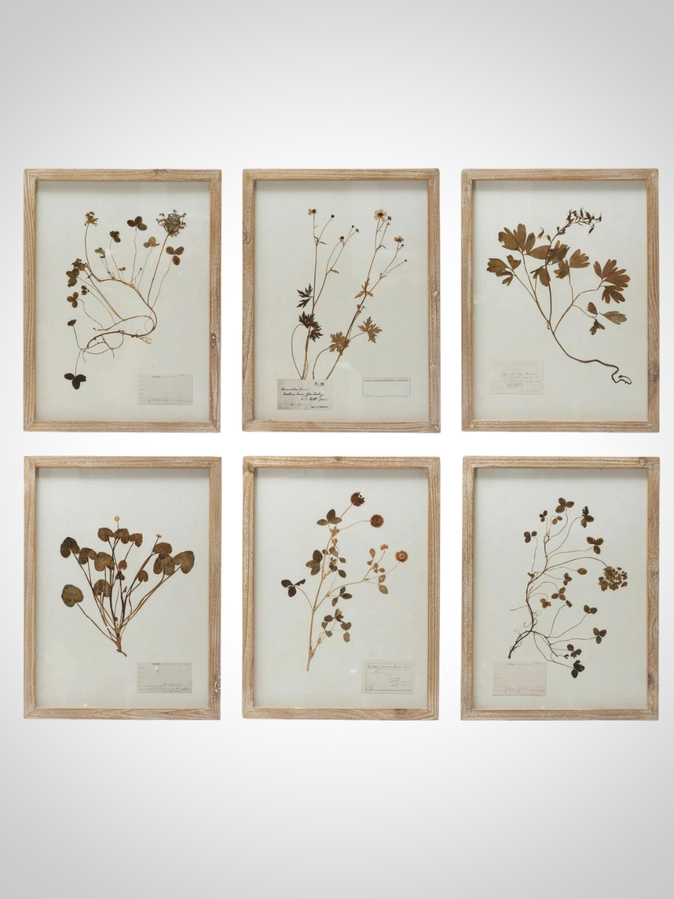 Framed Botanical Prints