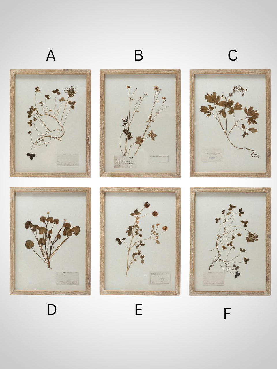 Framed Botanical Prints