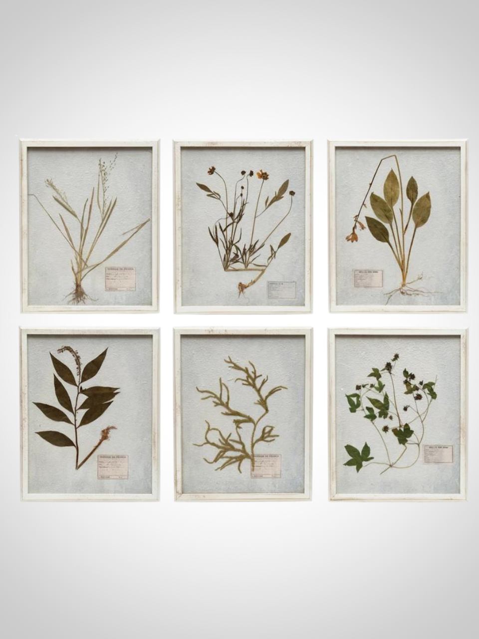 Dried Botanical Framed Art