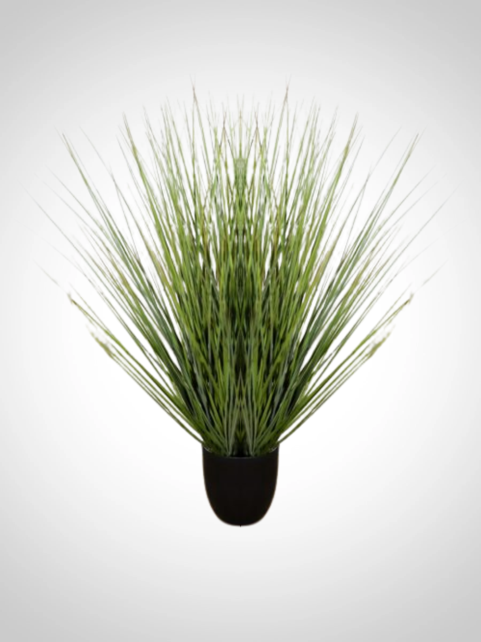 Potted Onion Grass