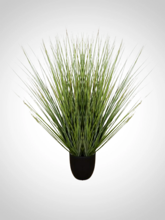 Potted Onion Grass