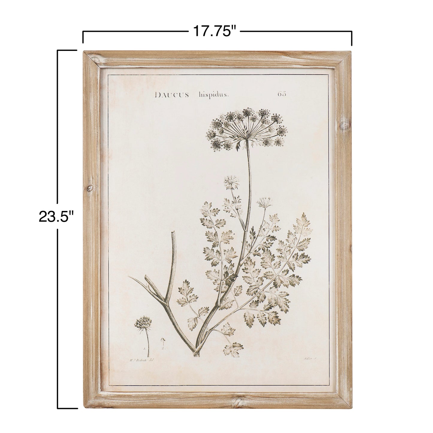 Large Framed Botanical Print