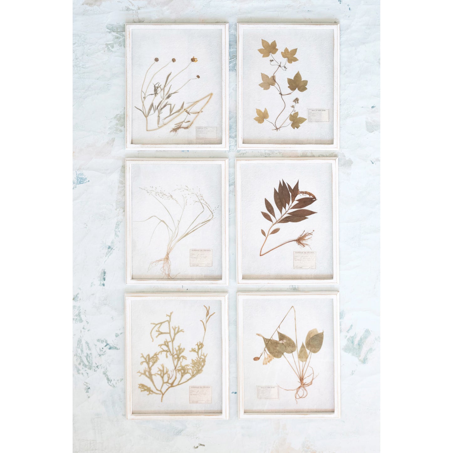 Dried Botanical Framed Art