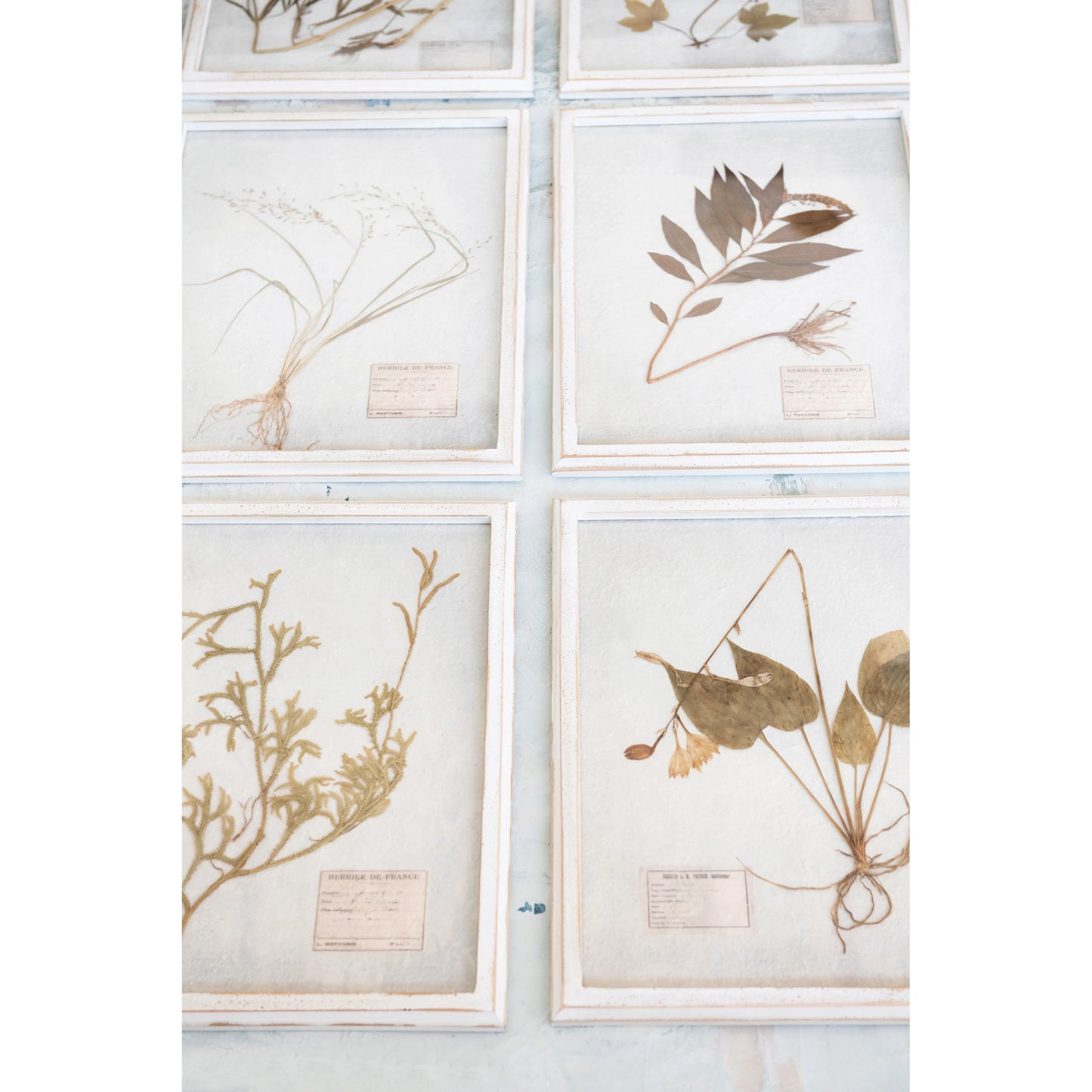 Dried Botanical Framed Art