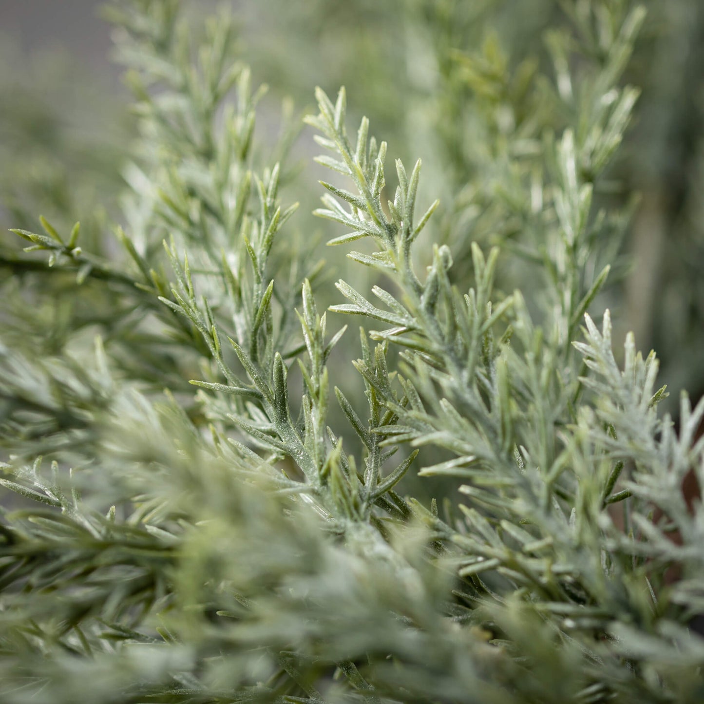 Frosted Blue Cedar Garland