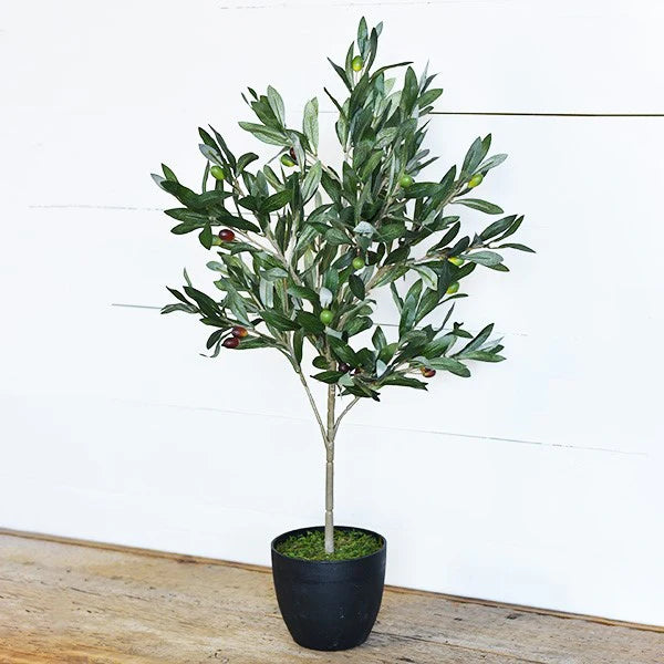 Olive Tree in Pot