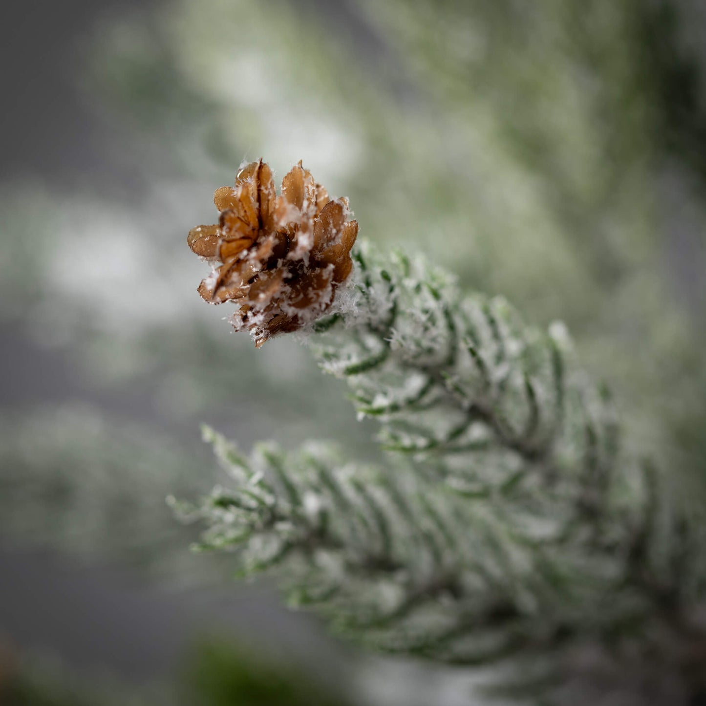 Frosted Cypress Pick