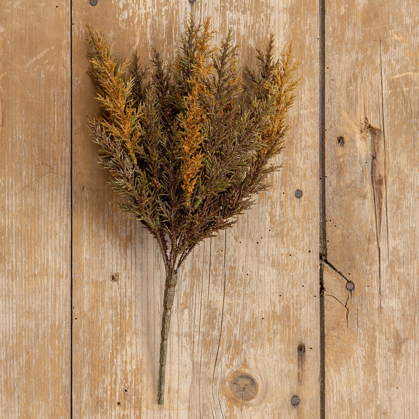 Prickly Pine Bush